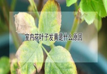室内花叶子发黄是什么原因？