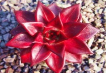 多肉罗宾好养吗？