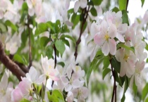 海棠是落叶还是常绿植物 海棠花有什么特点