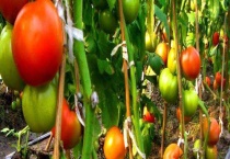 有机农业标准有哪些 标准适用于有机生产的全过程