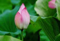 荷花苞怎么放水里养