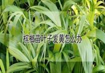 槟榔苗叶子发黄怎么办？