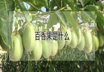 百香果是什么？
