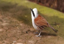 画眉鸟饲养方法 如何选择画眉鸟