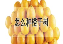 怎么种橙子树
