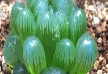 玉露烂根补救多久？