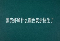 黑壳虾卵什么颜色表示快生了