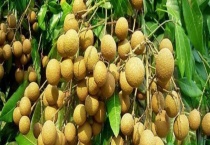 龙眼原产地在哪 澳大利亚有龙眼产地吗？