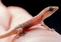 壁虎是胎生还是卵生