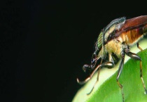 卷叶螟 附生长习性