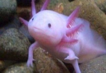 六角恐龙需要多深的水