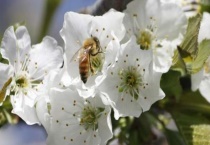 樱桃花怎么授粉