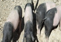 香猪寿命多长？能长多大 主要吃什么食物