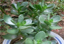 燕子掌开花预兆