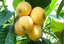 枇杷生长在哪里