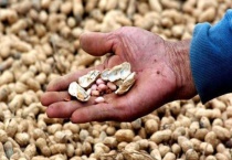 花生壳能直接放花盆里吗？