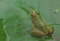 青蛙是不是昆虫