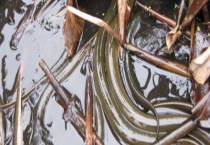 黄鳝是如何繁殖后代的 附黄鳝的常见做法