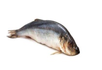 青鱼疾病防治技术 出血症怎么治疗