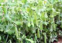 豌豆的种子是什么样的