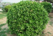 盆景七贤是哪几种