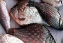 鲫鱼出血病的防治方法 附发生症状及诱发原因？