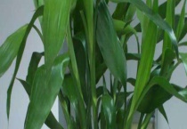 富贵竹怎么养？附繁殖多久？