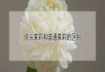 虎头茉莉和普通茉莉的区别？