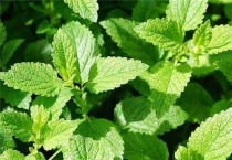 薄荷冬天会冻死吗？