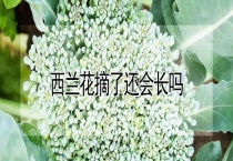 西兰花摘了还会长吗？