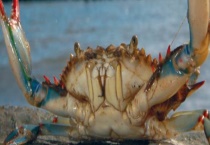 鲜活梭子蟹的保存方法 梭子蟹可以保存多久？