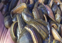 水蛭以什么为食 附水蛭体外寄主