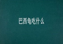 巴西龟吃什么？