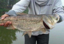 钓鲢鱼用什么饵料好？钓鲢鱼常用钓法有哪些？