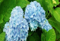 木绣球和绣球花有什么不同 附两者的繁殖多久？