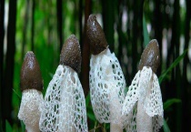 竹荪产地在哪里 附竹荪的生长环境