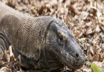 科莫多巨蜥是恐龙吗？科莫多巨蜥吃什么食物