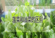 菠菜和油菜的区别？