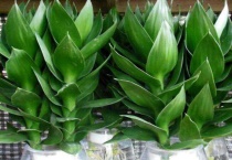 观音竹好养吗？