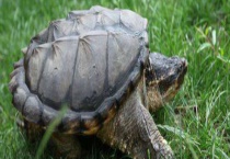 鳄鱼龟怎么分公母？附鳄鱼龟的价值和养殖多久？