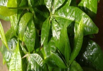 发财树的繁殖方法 具体怎样操作