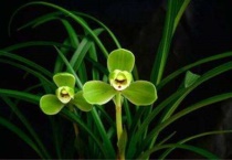 怎样判断兰花缺水