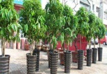 平安树和幸福树的区别？ 平安树和幸福树的习性特点