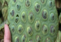 青莲子能不能生吃 莲子有什么功效和作用