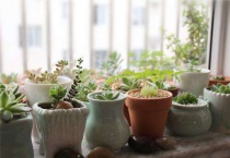 多肉放在卧室有好处吗？