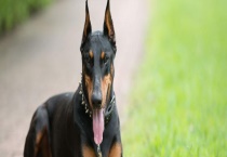 杜宾犬能打过阿拉斯加吗？杜宾犬的性格特点