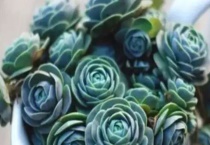 子持莲华长虫子咋办