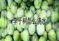 李子树怎么浇水