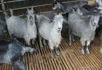 青山羊一年几胎