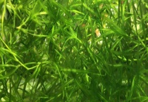 水蕴草和蜈蚣草有什么不同 附蜈蚣草的种植技术